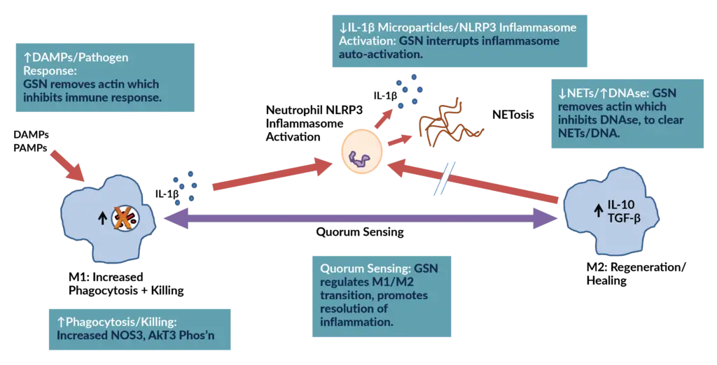 Gelsolin acts at multiple sites to regulate immune function.