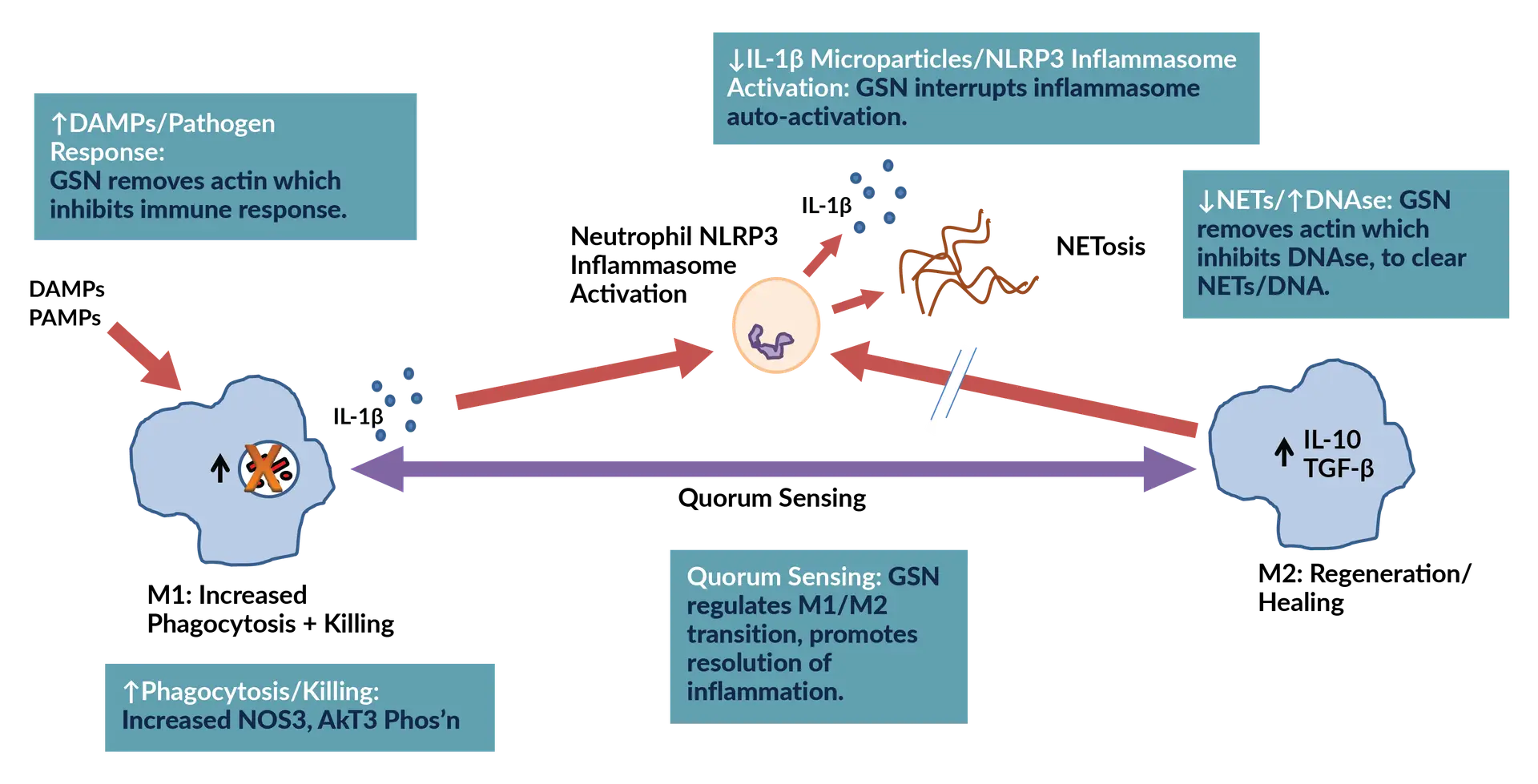 Gelsolin acts at multiple sites to regulate immune function.